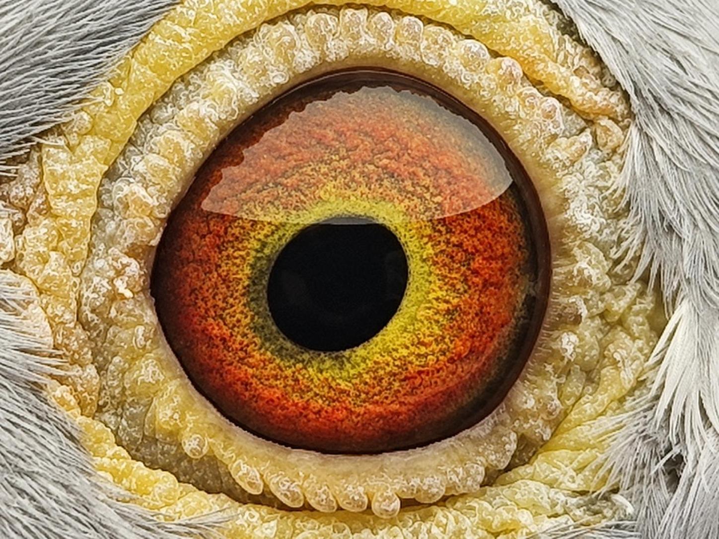 Pigeon eye
